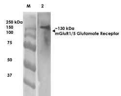 mGluR5/1 Antibody (S75-3), Novus Biologicals 0.1mg; Unlabeled:Antibodies,